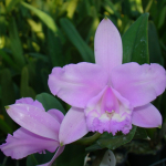 Cattleya intermedia